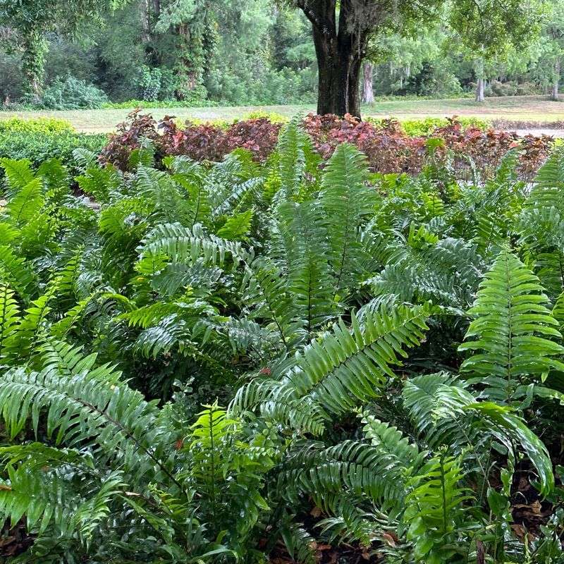 Ferns
