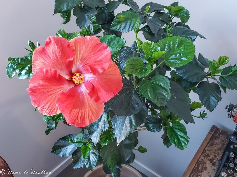 Hibiscus