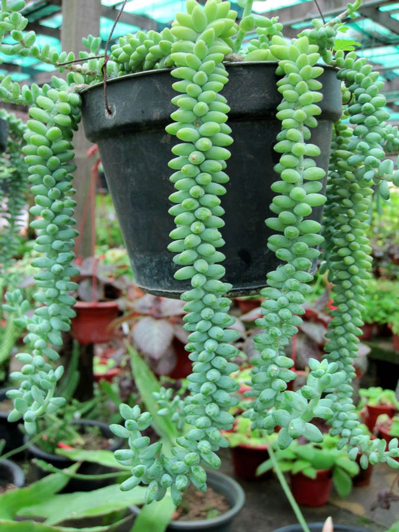 Burro’s Tail (Sedum morganianum) – The 