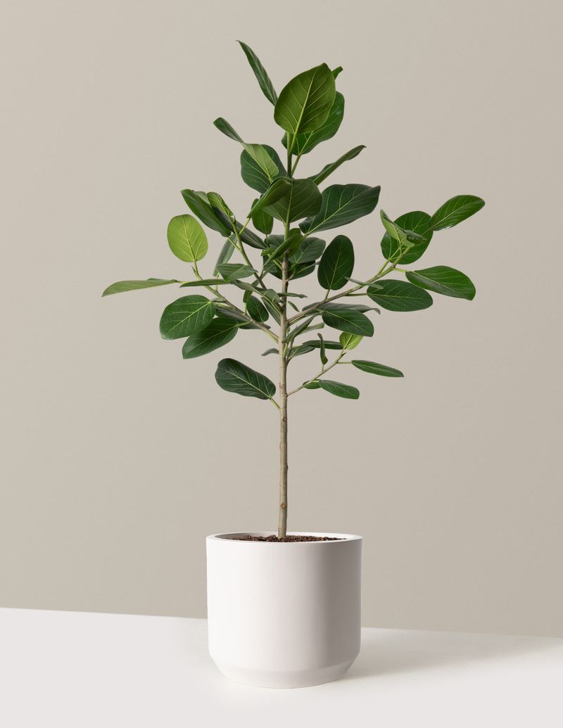Ficus Audrey