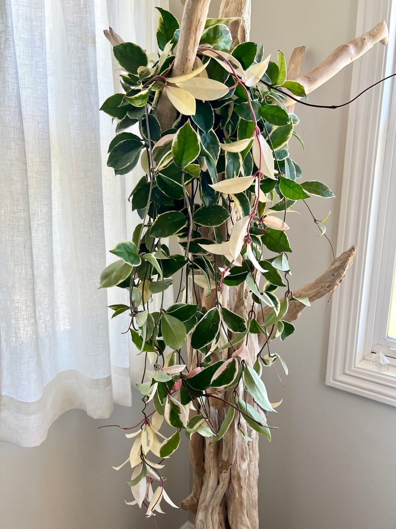 Hoya ‘Krimson Queen’ (Hoya carnosa)