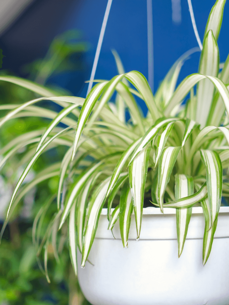 Spider Plant