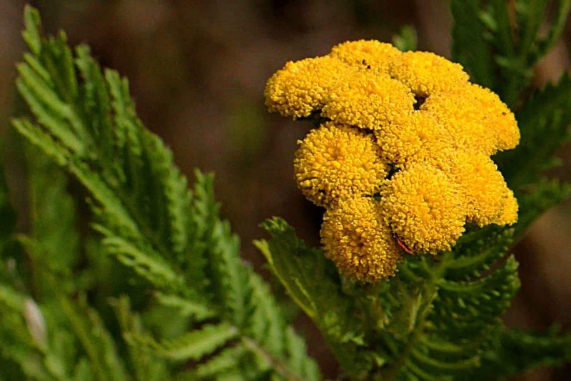 Tansy