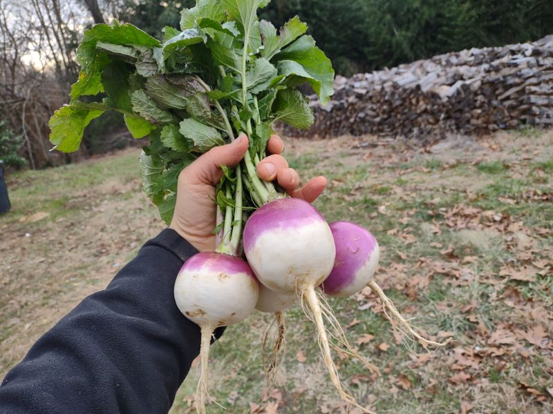 Turnips