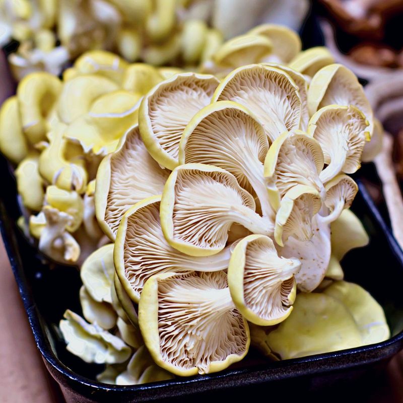 Oyster Mushroom