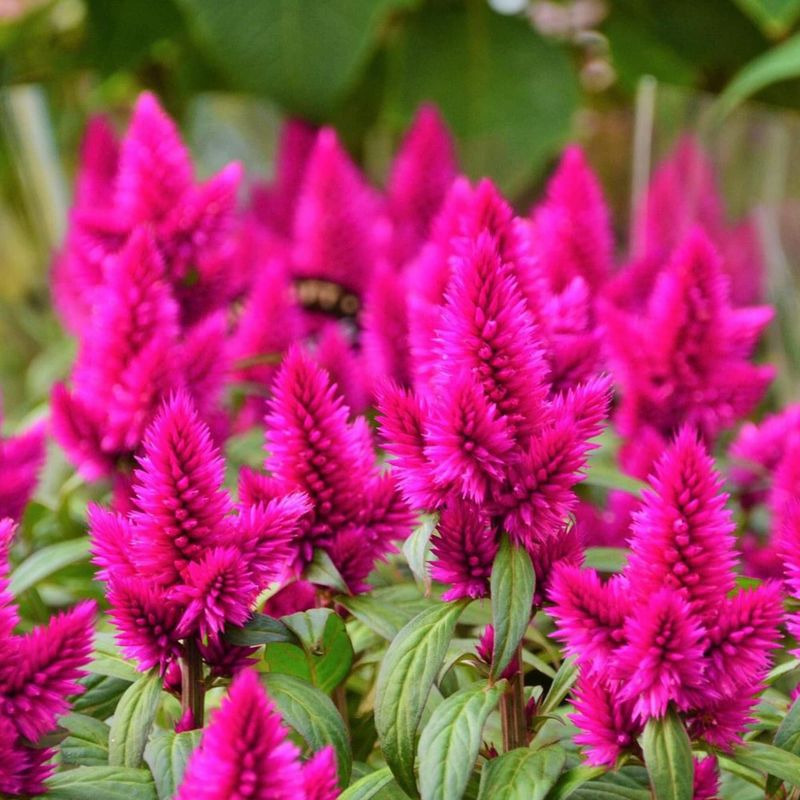 Celosia (Cockscomb)