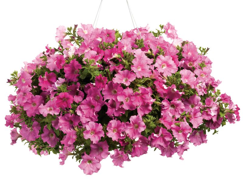 Petunias