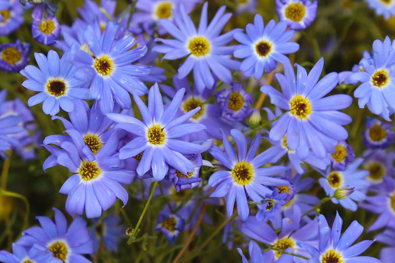 Swan River Daisy - Delicate Summer Stars