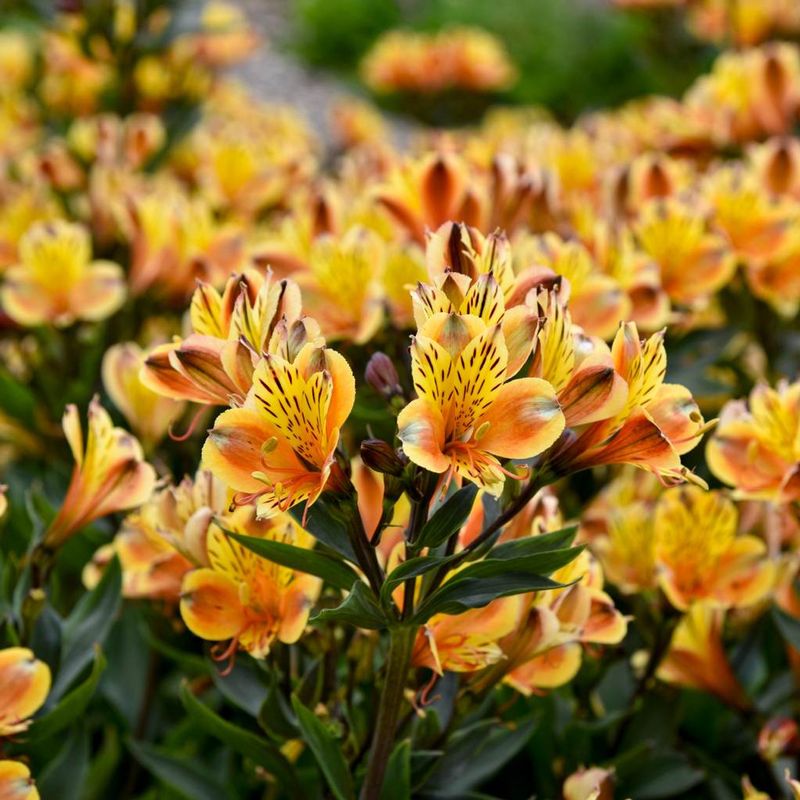 Peruvian Lily