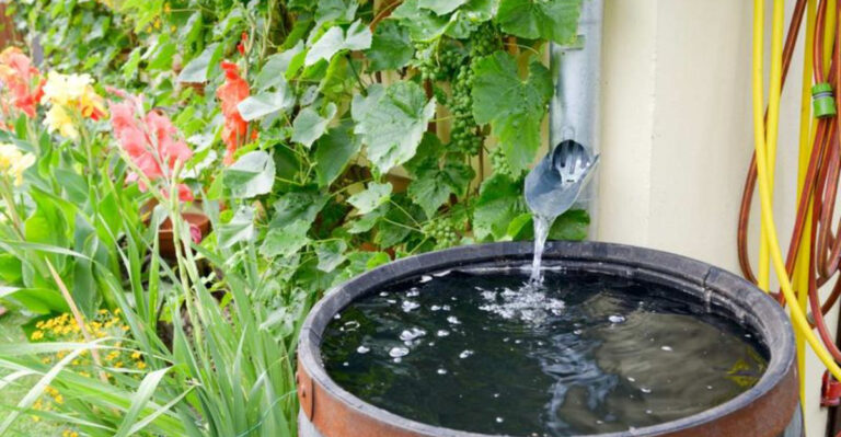 California Backyard Gardeners Are Using This One Trick to Save Water and Boost Yields