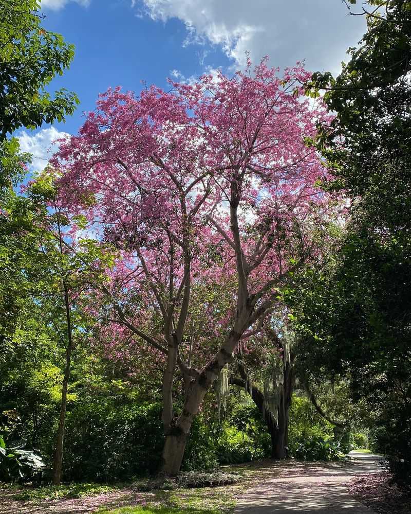 Silk Floss Tree