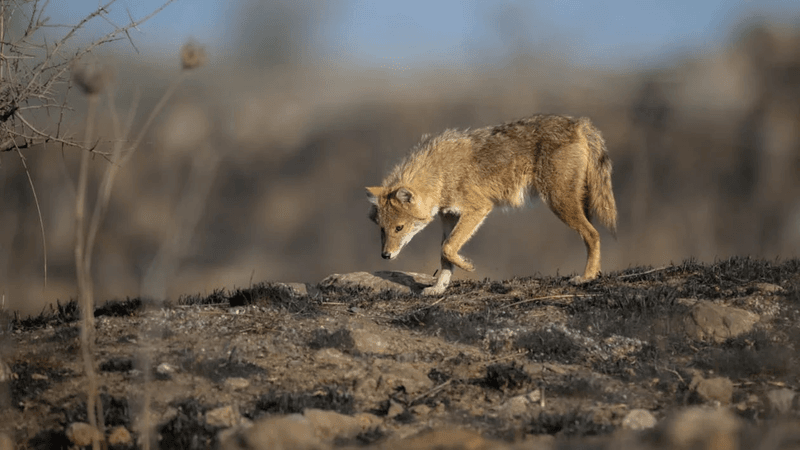 Texas Ranchers Face Increasing Coyote Pressure