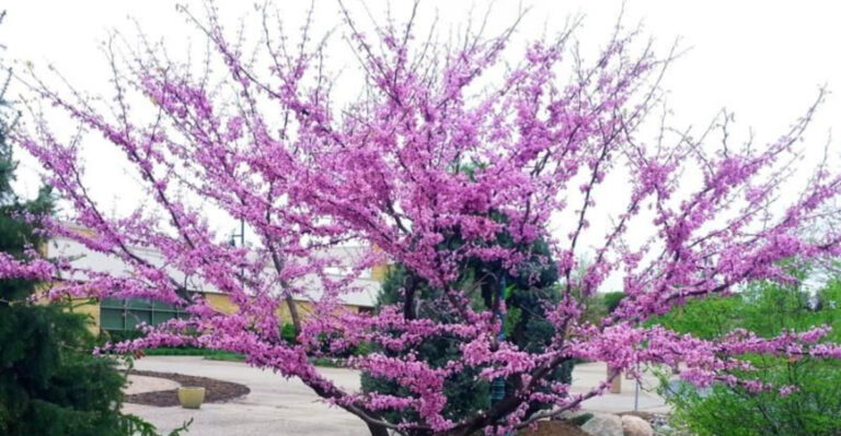 California’s Rare Flowering Trees Locals Swear By for Creating ‘Living Sculptures’ in Small Yards