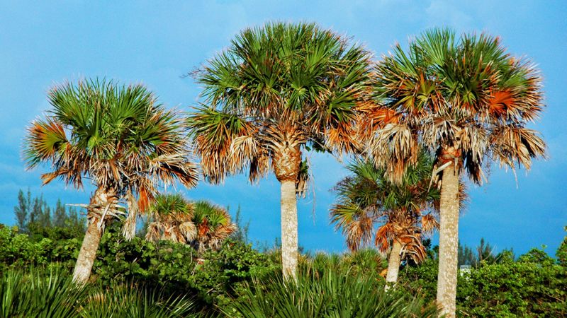 Palmetto Palms