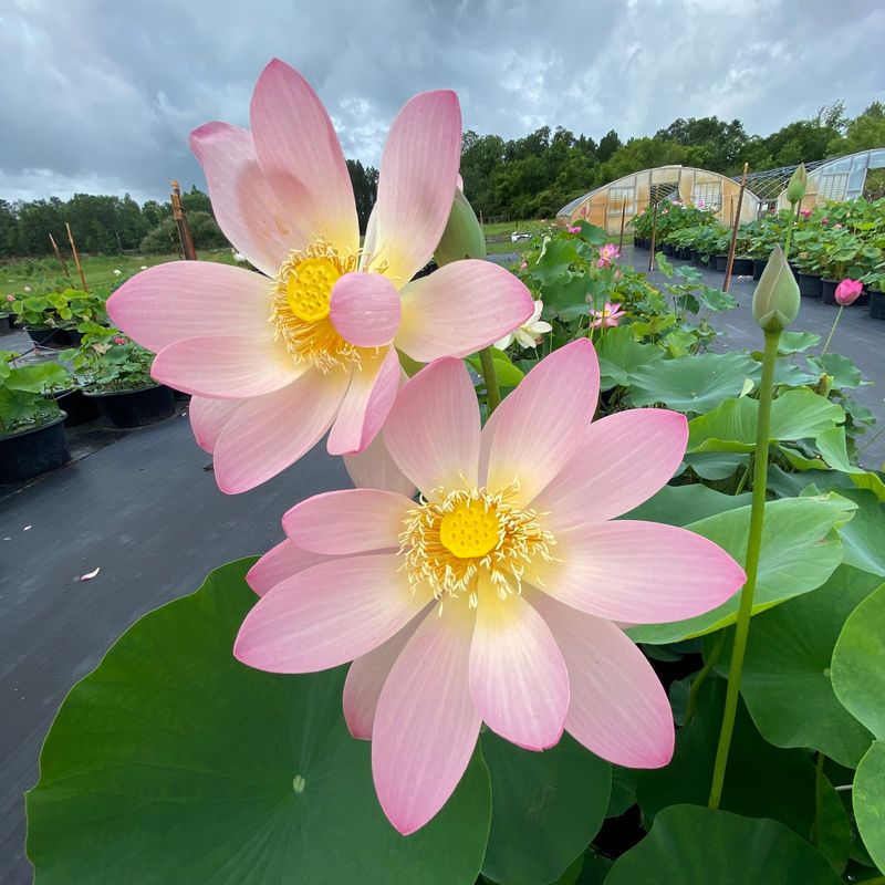 Lotus - Sacred Symbols of Purity