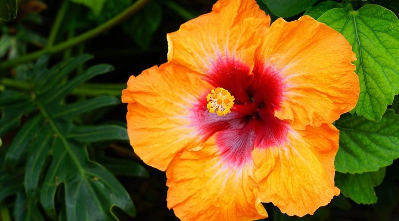 Hibiscus