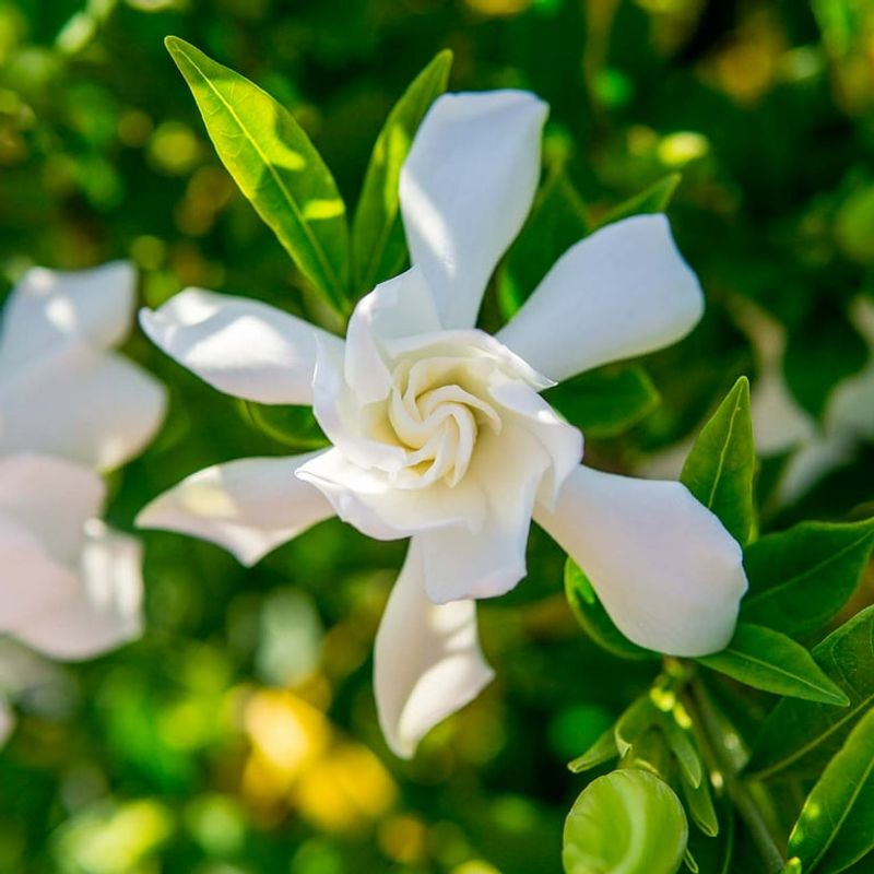 Gardenias