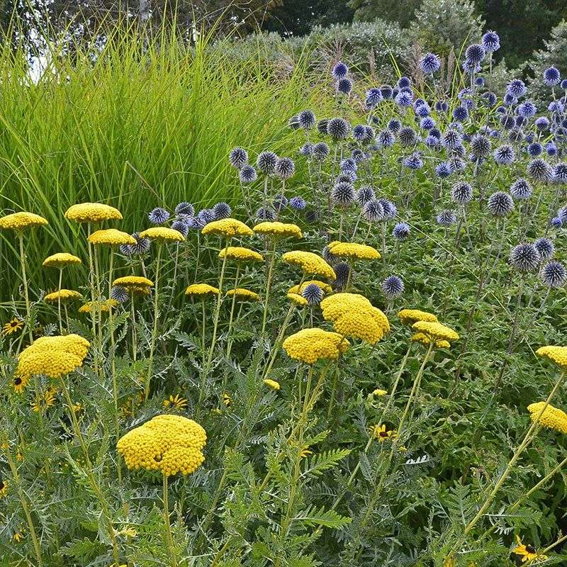 Achillea (Yarrow)