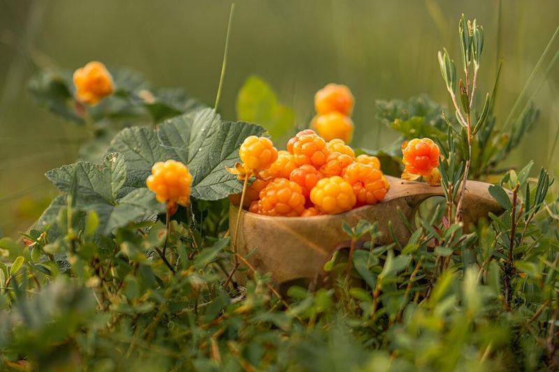 Cloudberry