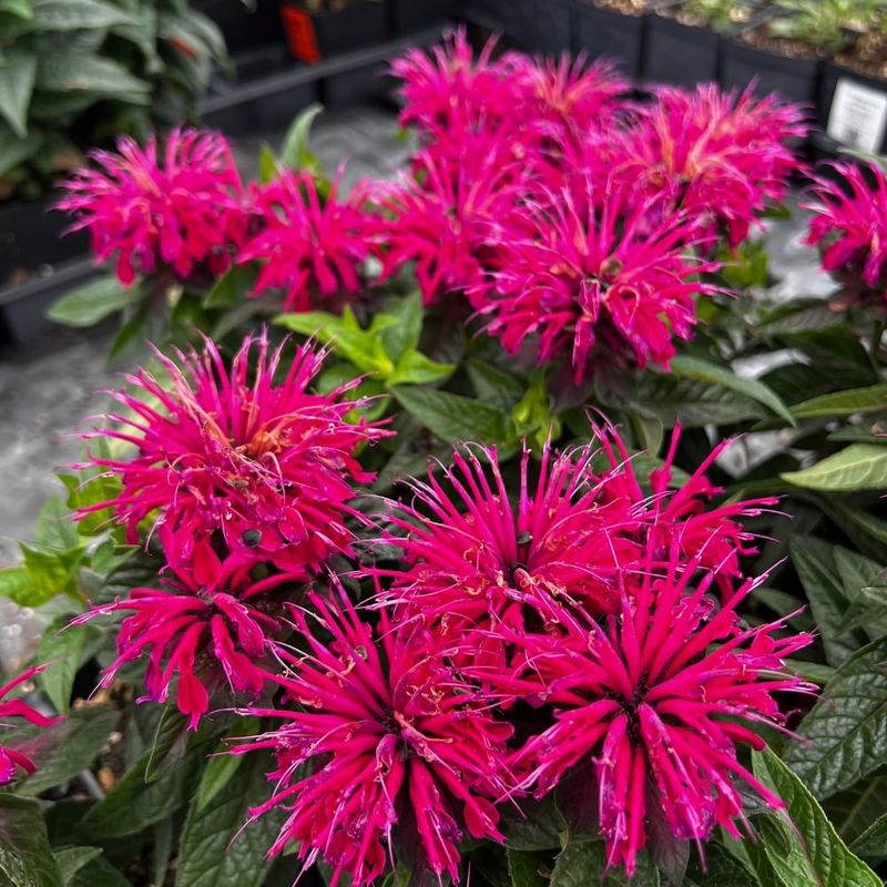 Strawberry Candy™ Monarda (Monarda ‘Strawberry Candy’)