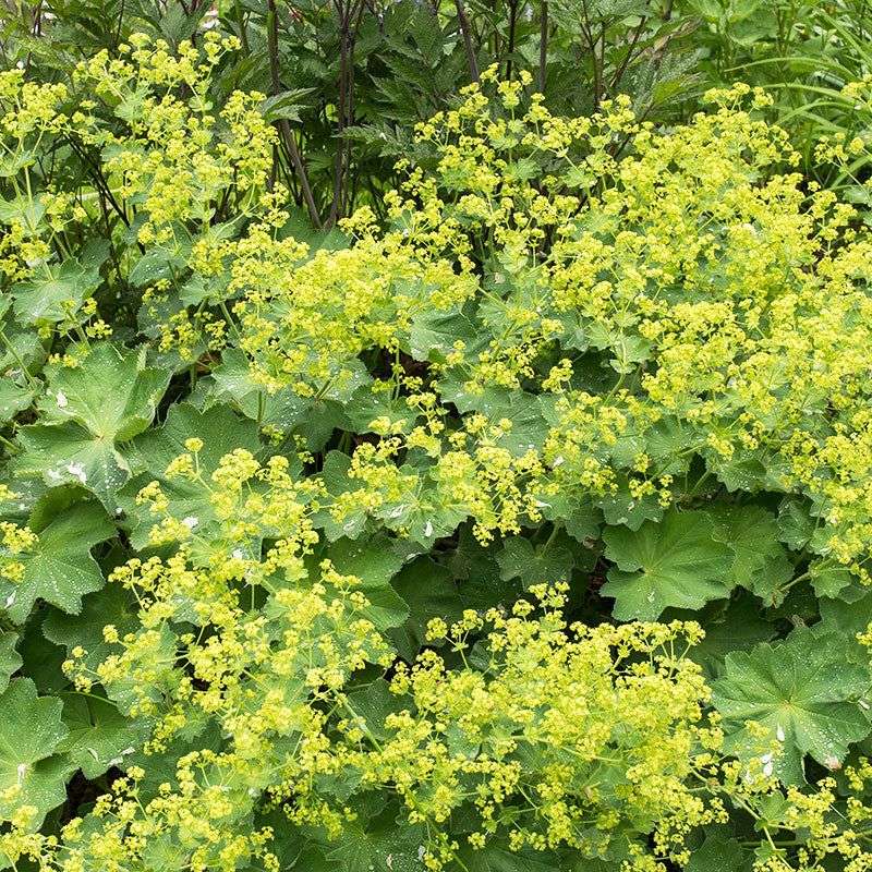 Lady’s Mantle (Alchemilla mollis)