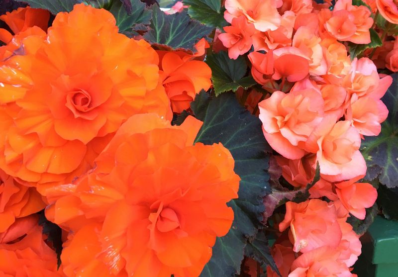Tuberous Begonia