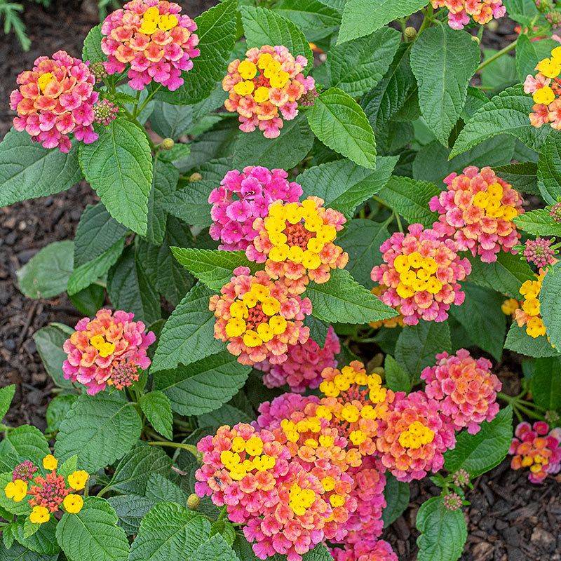 Lantana 'Bandana Cherry Sunrise'