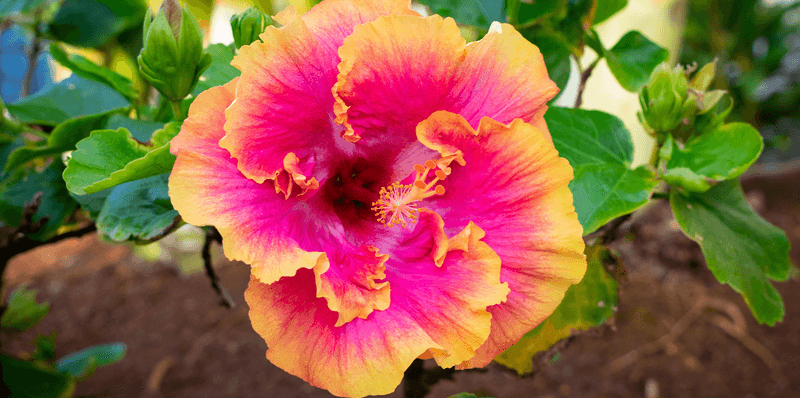 Hibiscus