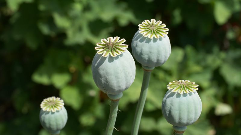 Opium Poppy (Papaver somniferum)
