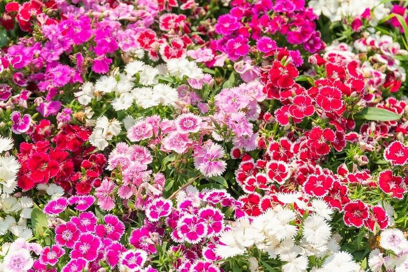 Sweet William (Dianthus barbatus)