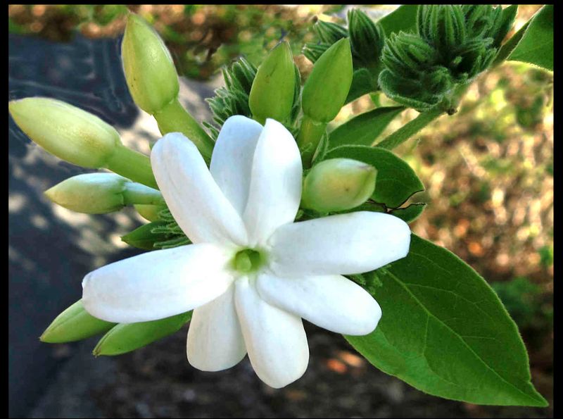 Downy Jasmine (Jasminum multiflorum)