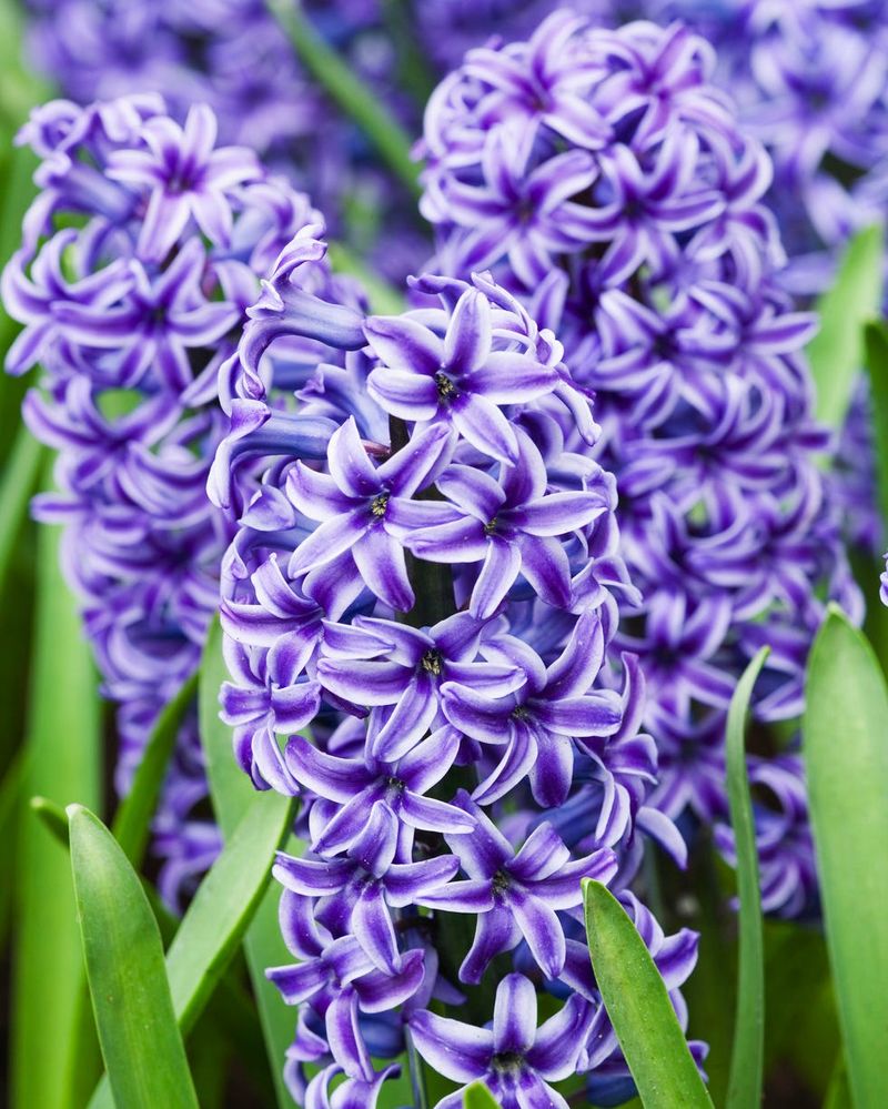 Hyacinth