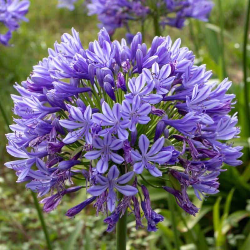 African Lily (Agapanthus africanus) - Spherical Showstopper
