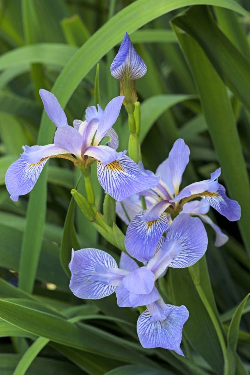 Southern Blue Flag Iris