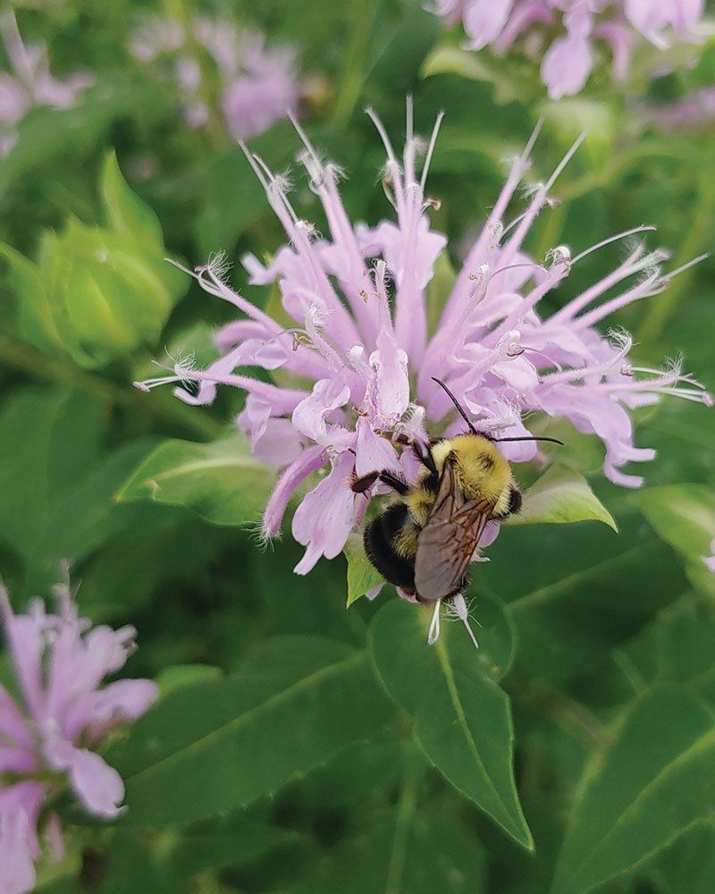 Wild Bergamot (Monarda fistulosa)