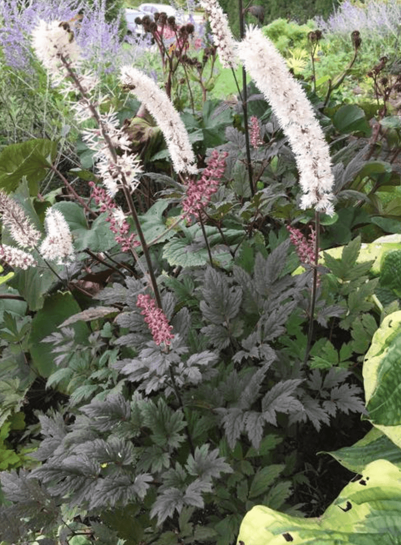 Cimicifuga (Actaea simplex)