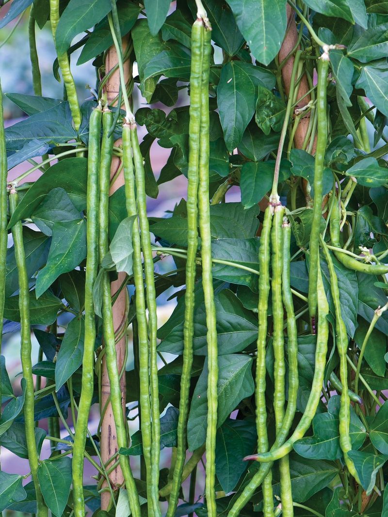 Yardlong Beans