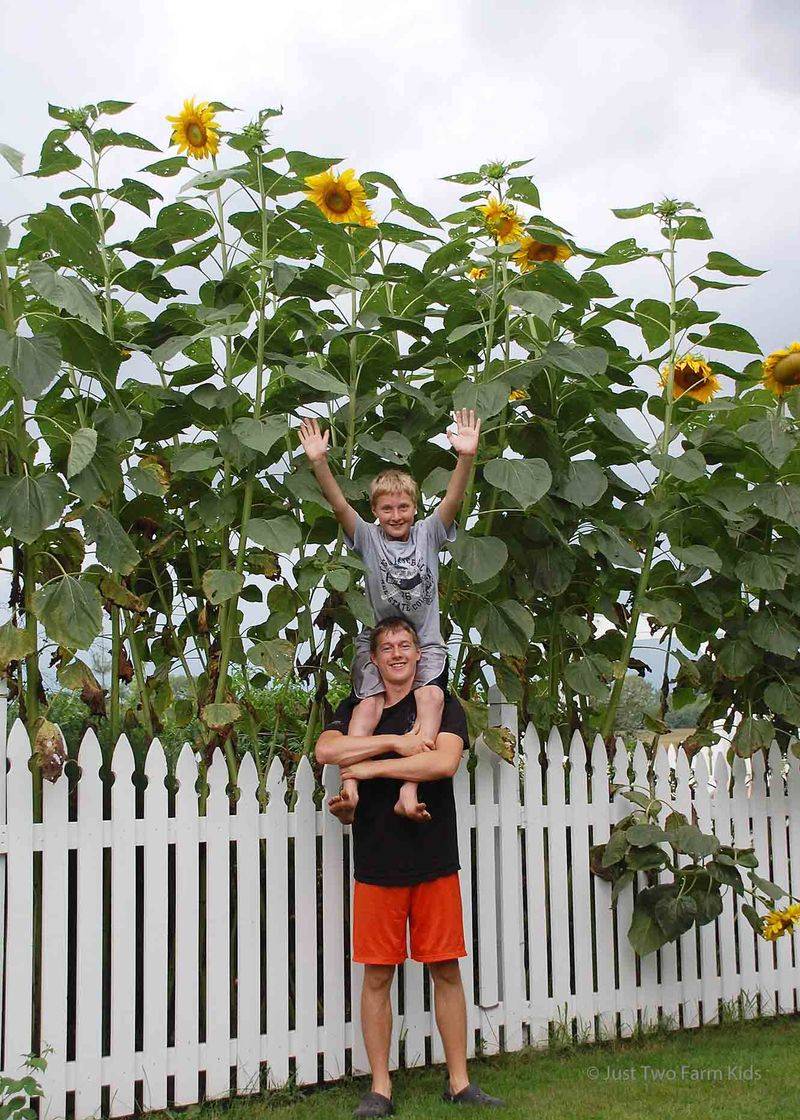 Sunflower Skyscrapers (Hybrid Giant Stalks)