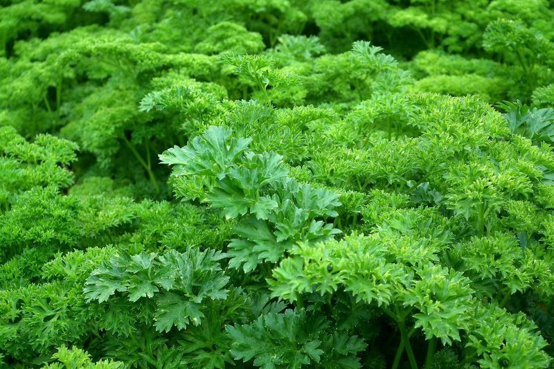 Parsley