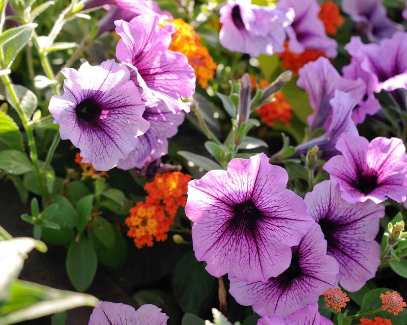 Petunias Flowered All Season Long