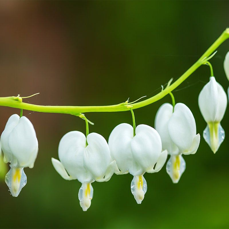 White Bleeding Heart (Dicentra spectabilis 'Alba')