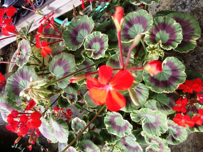 Fancy Leaf Geranium
