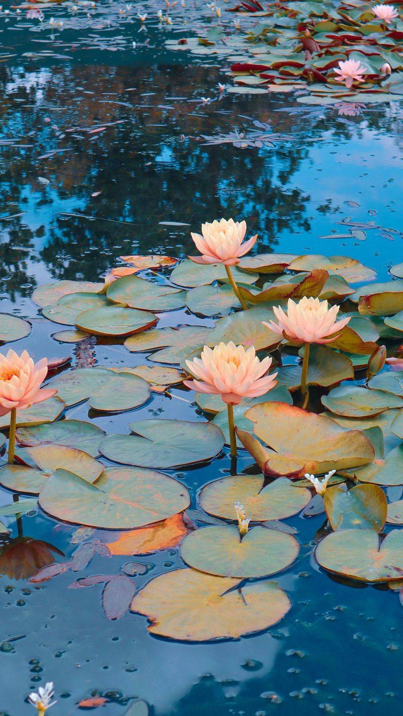 Floating Lily Pond