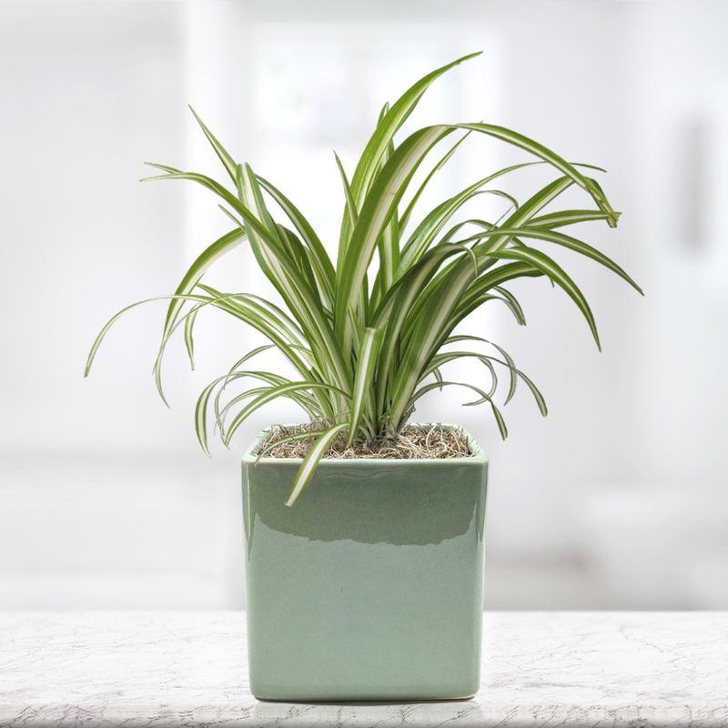 Spider Plant ‘Variegated’ (Chlorophytum comosum)