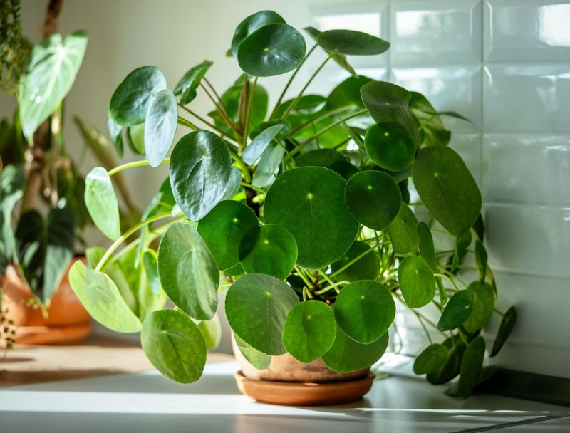 Pilea (Chinese Money Plant)