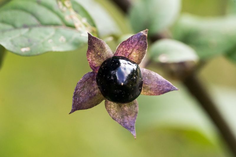Deadly Nightshade (Atropa belladonna)