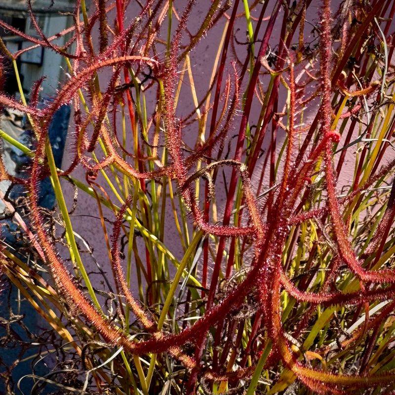 Forked Sundew (Drosera binata)