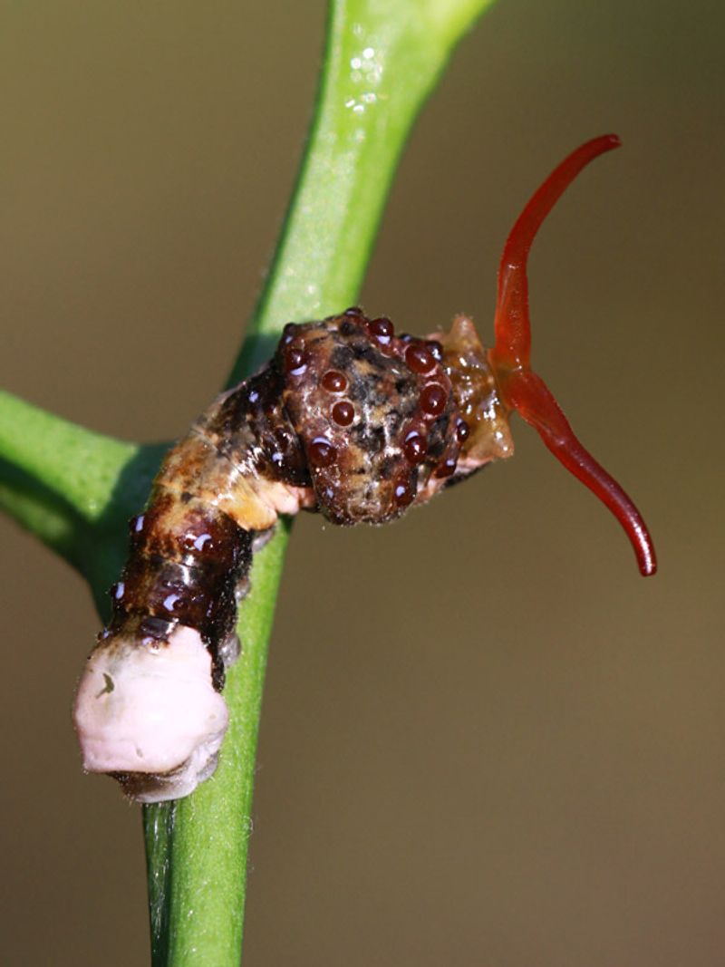 They Smell… Unusual When Threatened