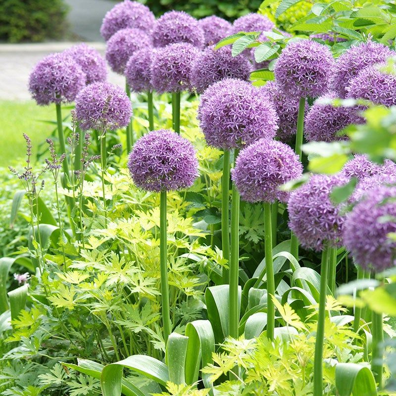 Alliums