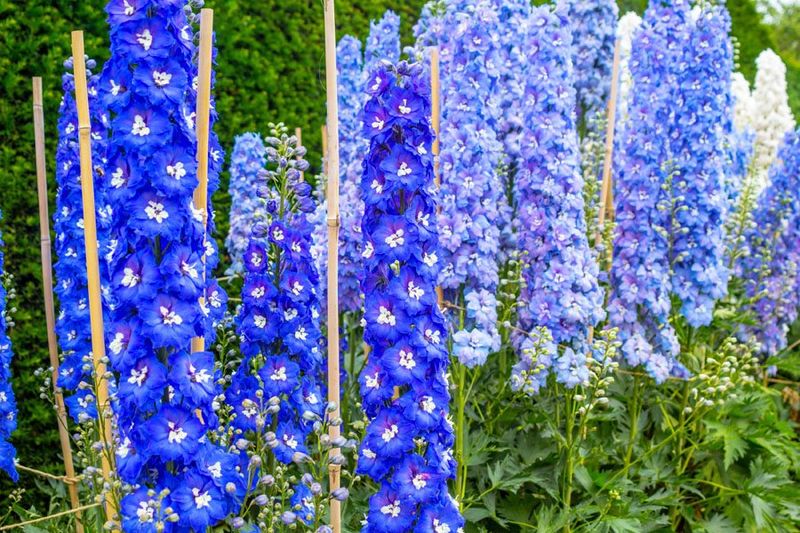 Delphinium